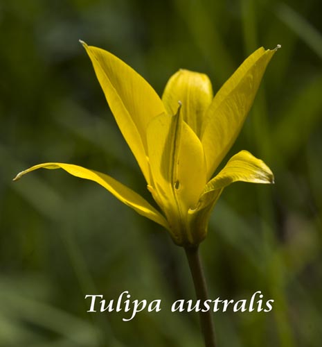 TulipaAustralis