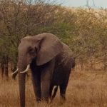 tanzania2