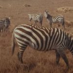 tanzania3